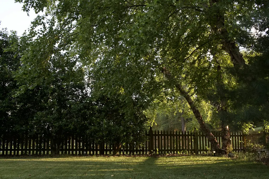 A wood fence at the back of a grassy yard